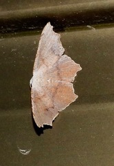 Epicompsa xanthocrossa