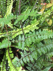 Hypolepis rufobarbata