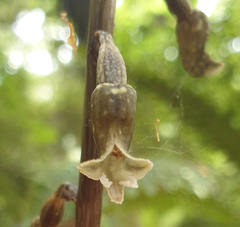 Gastrodia cunninghamii