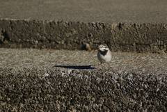 Motacilla alba lugens