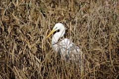 Ardea alba