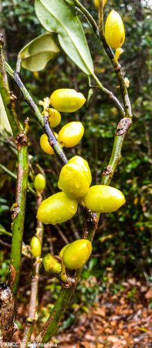 Grisollea crassifolia image