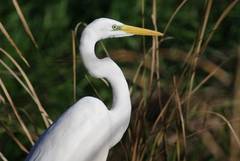Ardea alba