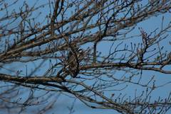 Spodiopsar cineraceus