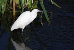 Egretta garzetta