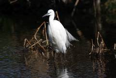 Egretta garzetta