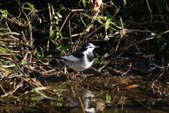 Motacilla alba lugens