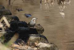 Hypsipetes amaurotis