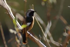 Phoenicurus auroreus