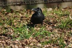 Corvus macrorhynchos