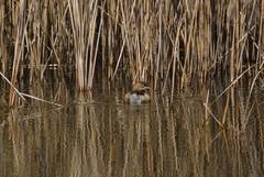 Tachybaptus ruficollis