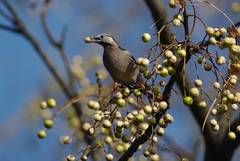 Spodiopsar cineraceus