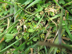 Trifolium micranthum