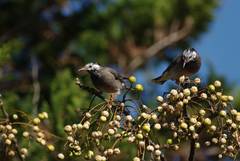 Spodiopsar cineraceus