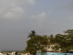 Haliaeetus leucogaster