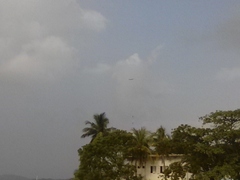 Haliaeetus leucogaster