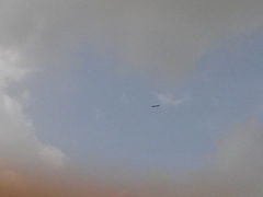 Haliaeetus leucogaster