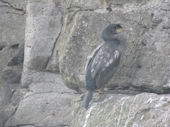 Phalacrocorax featherstoni