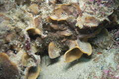 Steginoporella chartacea
