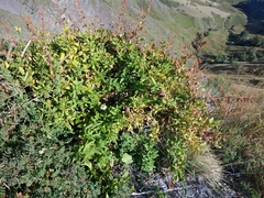 Koenigia panjutinii