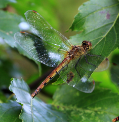 Sympetrum cordulegaster