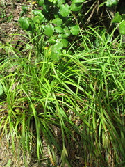 Carex ventosa