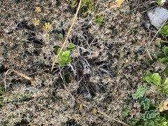 Helichrysum litorale