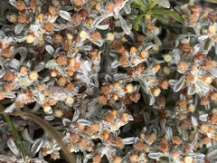 Helichrysum litorale