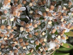 Helichrysum litorale