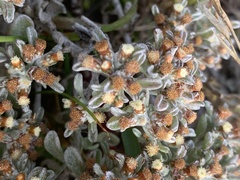 Helichrysum litorale