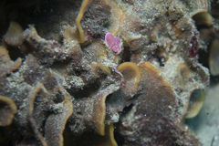 Steginoporella chartacea