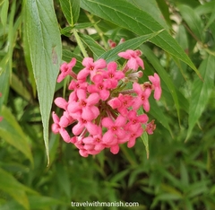 Arachnothryx leucophylla