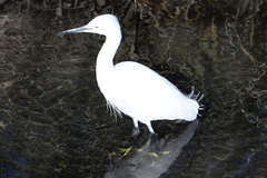 Egretta garzetta