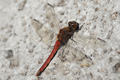 Sympetrum frequens