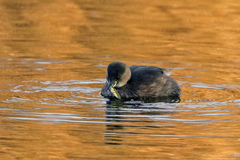 Tachybaptus ruficollis