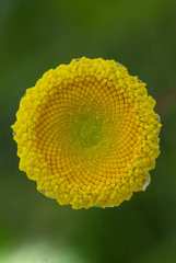 Cotula membranifolia