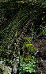 Cotula membranifolia