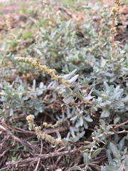 Atriplex glauca