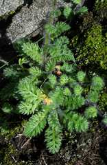 Cotula membranifolia