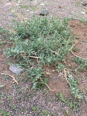 Atriplex glauca