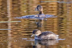 Tachybaptus ruficollis