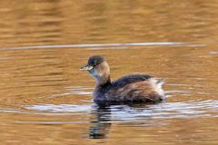 Tachybaptus ruficollis