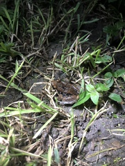 Eleutherodactylus lentus