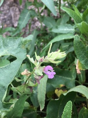 Salvia canariensis