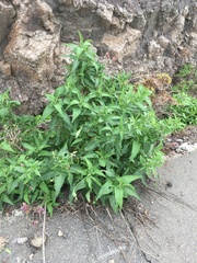 Salvia canariensis
