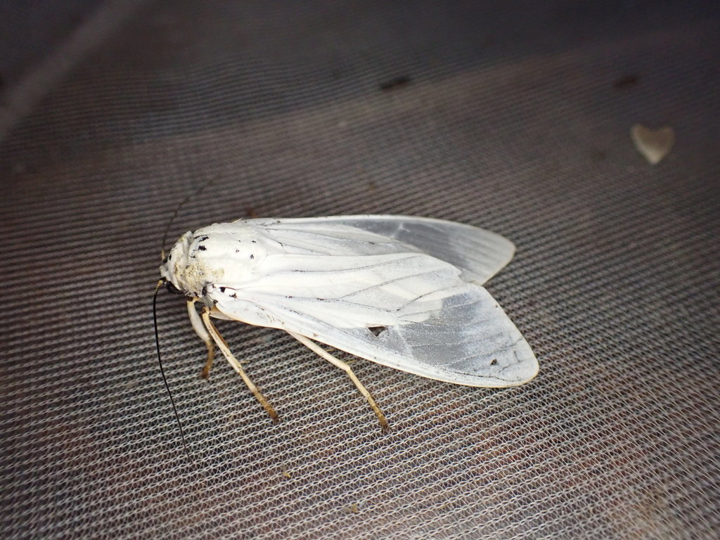 Amerila catinca