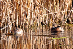 Tachybaptus ruficollis