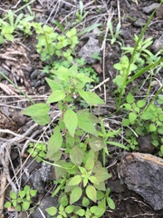 Parietaria debilis