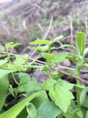 Drusa glandulosa