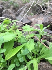 Drusa glandulosa